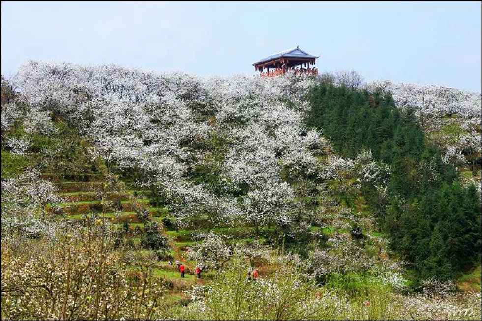 【春天，广西桂林灌阳县向您发出邀请！】我们在灌阳看梨花 - 游山玩水 - 黔南生活社区 - 黔南28生活网 qn.28life.net