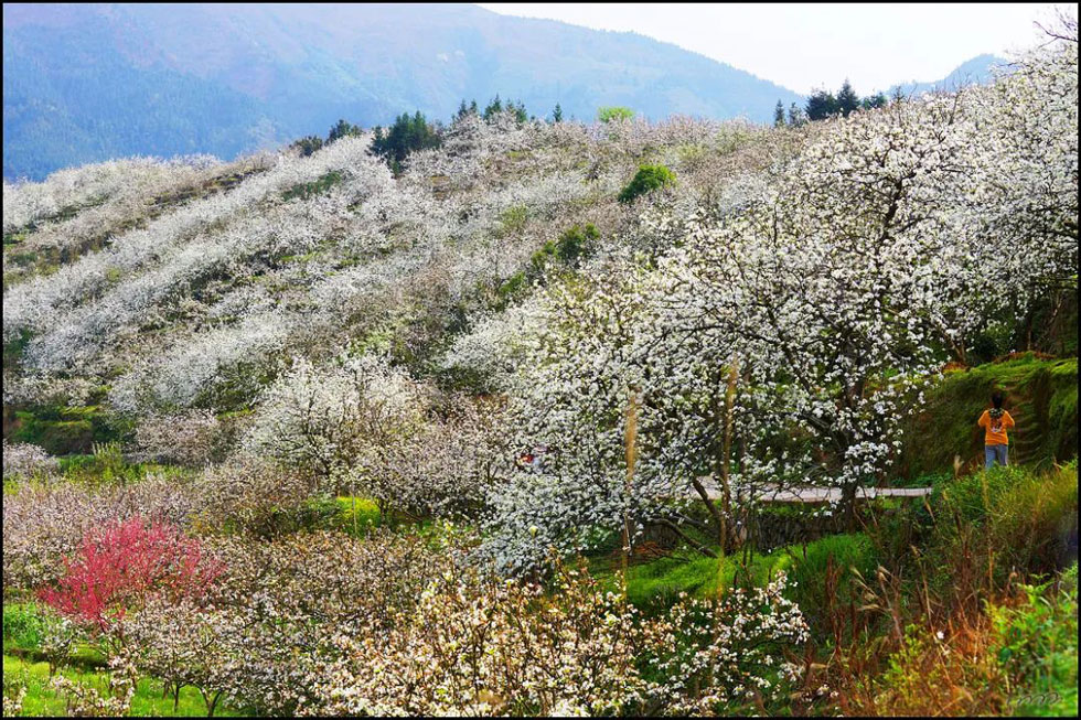 【春天，广西桂林灌阳县向您发出邀请！】我们在灌阳看梨花 - 游山玩水 - 黔南生活社区 - 黔南28生活网 qn.28life.net