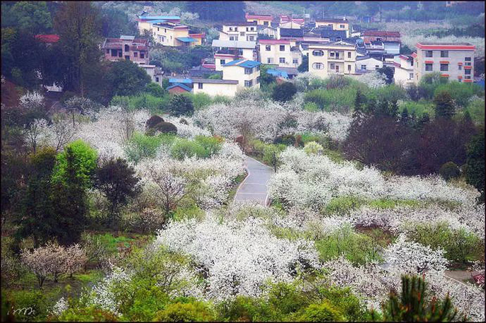 【春天，广西桂林灌阳县向您发出邀请！】我们在灌阳看梨花 - 游山玩水 - 黔南生活社区 - 黔南28生活网 qn.28life.net