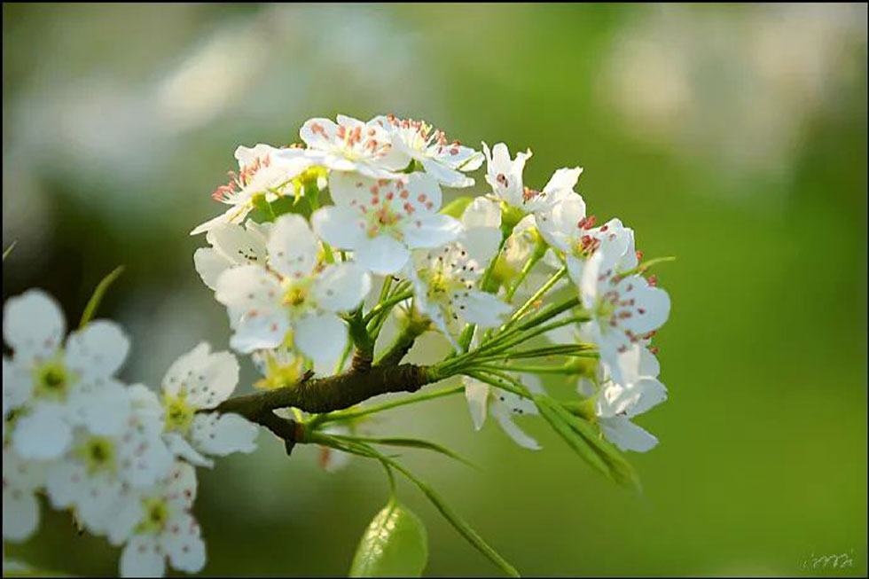 【春天，广西桂林灌阳县向您发出邀请！】我们在灌阳看梨花 - 游山玩水 - 黔南生活社区 - 黔南28生活网 qn.28life.net