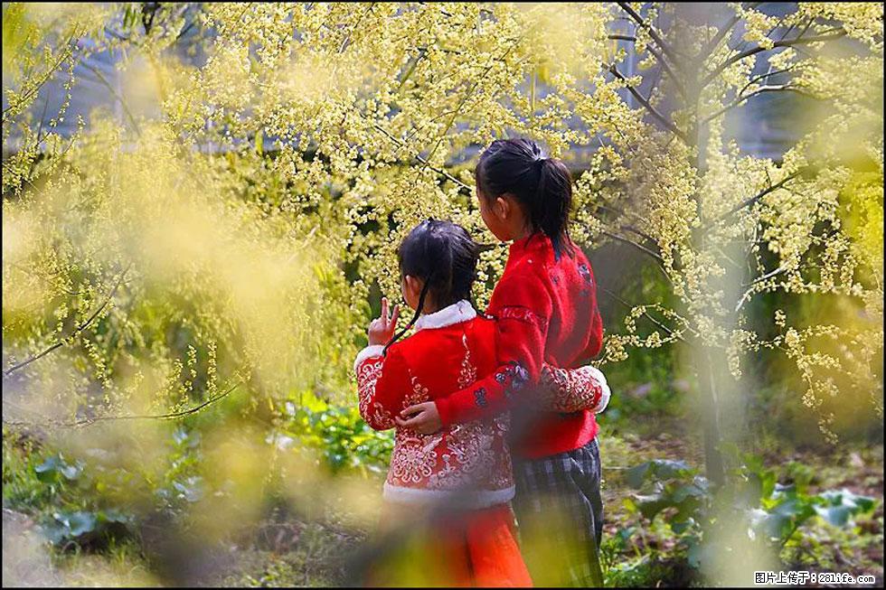【春天，广西桂林灌阳县向您发出邀请！】米珠山前有片山苍子花在飘香 - 游山玩水 - 黔南生活社区 - 黔南28生活网 qn.28life.net