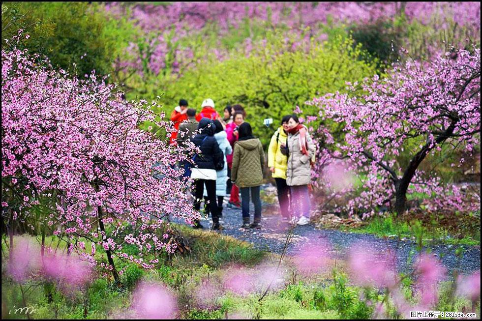 【春天,广西桂林灌阳县向您发出邀请!】官庄村有个醉美的桃花园 - 游山玩水 - 黔南生活社区 - 黔南28生活网 qn.28life.net