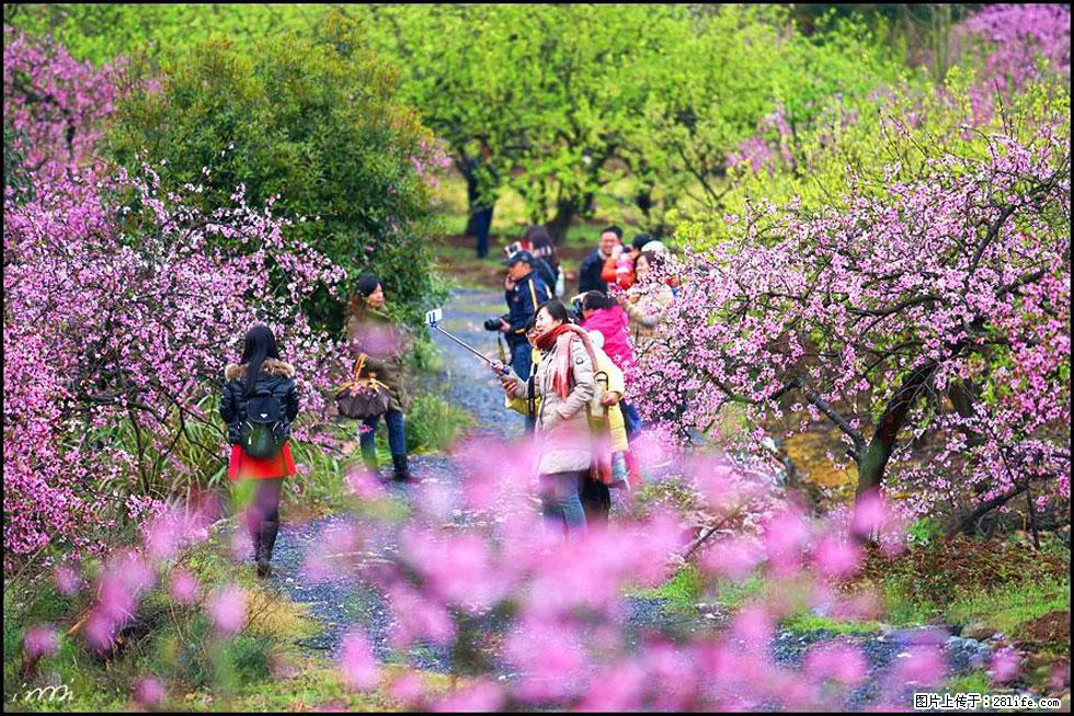 【春天,广西桂林灌阳县向您发出邀请!】官庄村有个醉美的桃花园 - 游山玩水 - 黔南生活社区 - 黔南28生活网 qn.28life.net