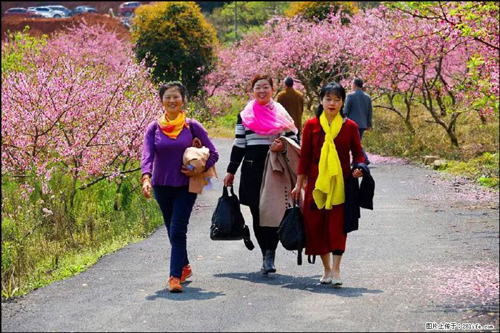 【春天,广西桂林灌阳县向您发出邀请!】官庄村有个醉美的桃花园 - 游山玩水 - 黔南生活社区 - 黔南28生活网 qn.28life.net