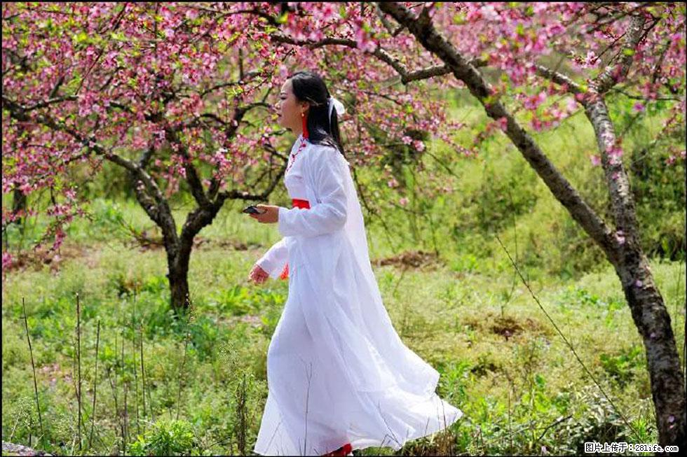 【春天,广西桂林灌阳县向您发出邀请!】官庄村有个醉美的桃花园 - 游山玩水 - 黔南生活社区 - 黔南28生活网 qn.28life.net