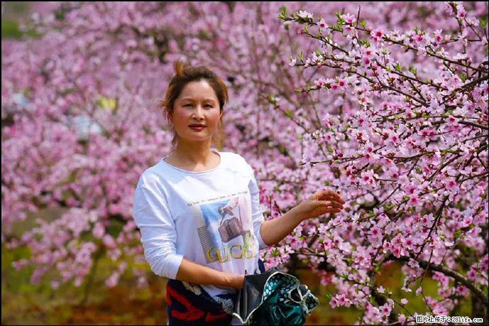 【春天,广西桂林灌阳县向您发出邀请!】官庄村有个醉美的桃花园 - 游山玩水 - 黔南生活社区 - 黔南28生活网 qn.28life.net