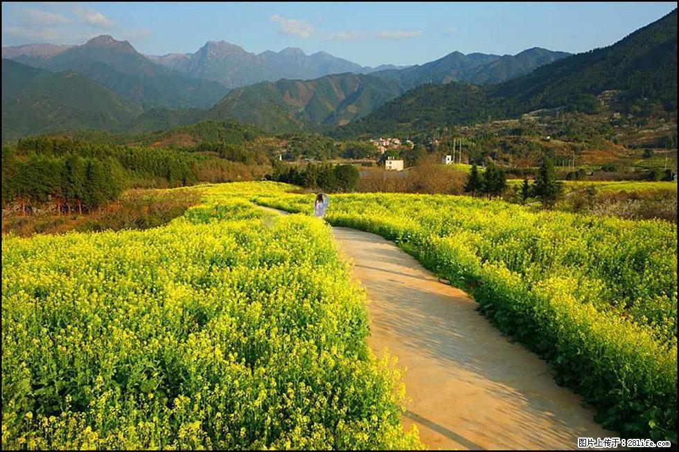【春天，广西桂林灌阳县向您发出邀请！】长坪村油菜盛情花开 - 游山玩水 - 黔南生活社区 - 黔南28生活网 qn.28life.net