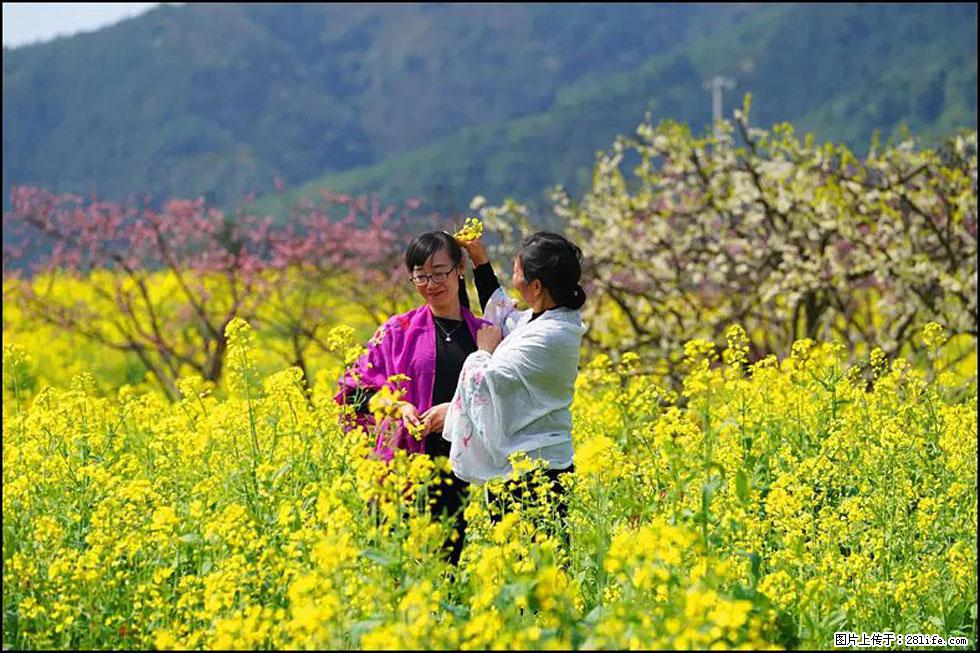 【春天，广西桂林灌阳县向您发出邀请！】长坪村油菜盛情花开 - 游山玩水 - 黔南生活社区 - 黔南28生活网 qn.28life.net