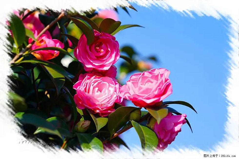 【春天，广西桂林灌阳县向您发出邀请！】杨柳井茶花惹人爱 - 游山玩水 - 黔南生活社区 - 黔南28生活网 qn.28life.net