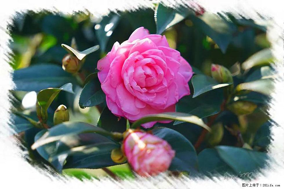 【春天，广西桂林灌阳县向您发出邀请！】杨柳井茶花惹人爱 - 游山玩水 - 黔南生活社区 - 黔南28生活网 qn.28life.net