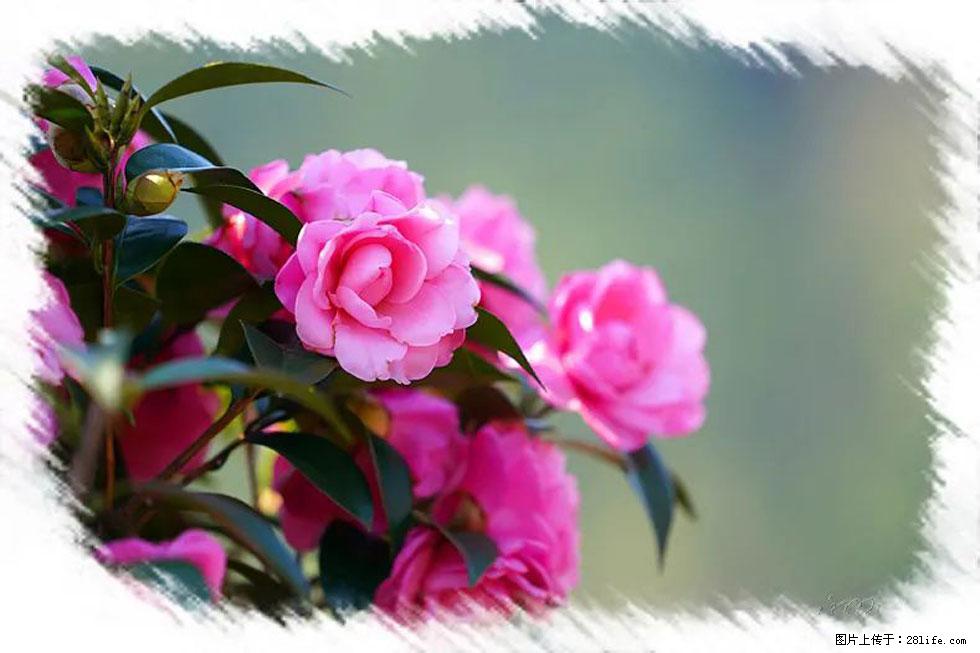 【春天，广西桂林灌阳县向您发出邀请！】杨柳井茶花惹人爱 - 游山玩水 - 黔南生活社区 - 黔南28生活网 qn.28life.net