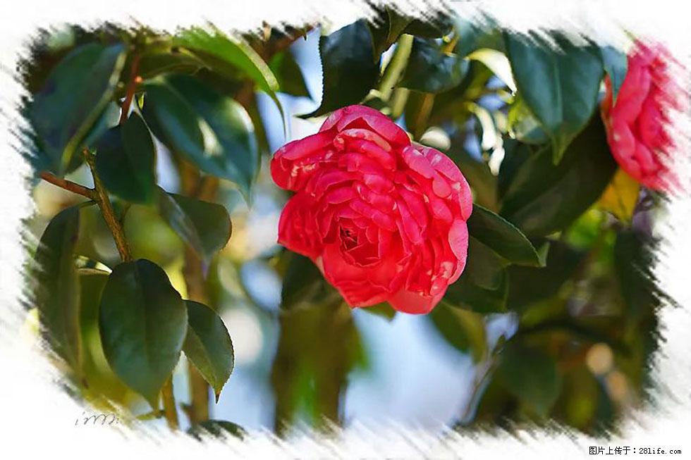 【春天，广西桂林灌阳县向您发出邀请！】杨柳井茶花惹人爱 - 游山玩水 - 黔南生活社区 - 黔南28生活网 qn.28life.net