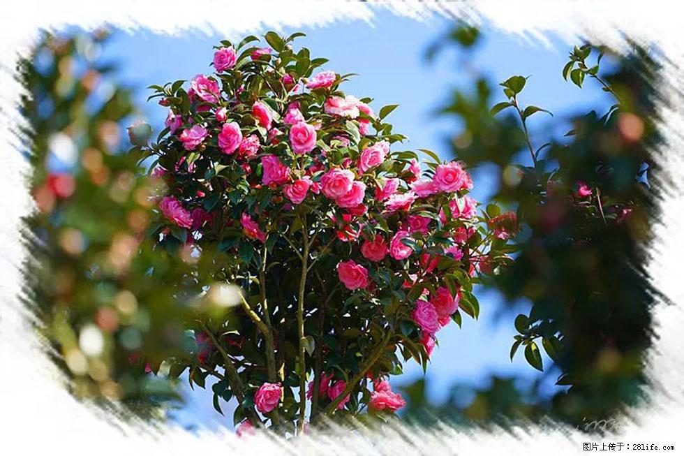 【春天，广西桂林灌阳县向您发出邀请！】杨柳井茶花惹人爱 - 游山玩水 - 黔南生活社区 - 黔南28生活网 qn.28life.net