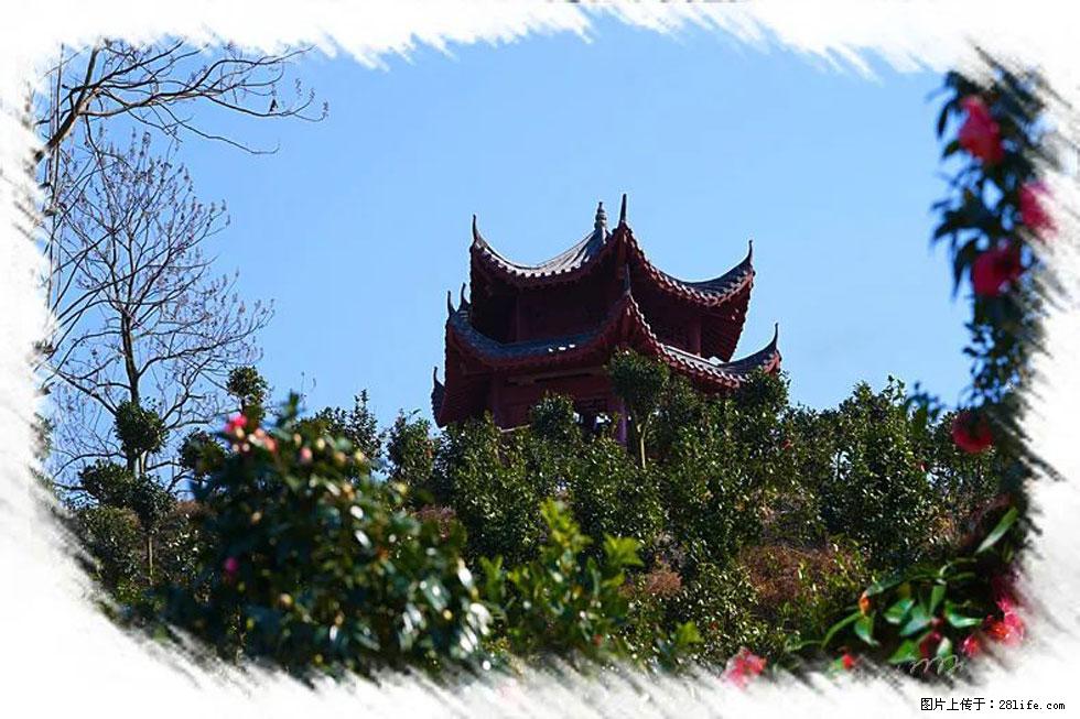 【春天，广西桂林灌阳县向您发出邀请！】杨柳井茶花惹人爱 - 游山玩水 - 黔南生活社区 - 黔南28生活网 qn.28life.net