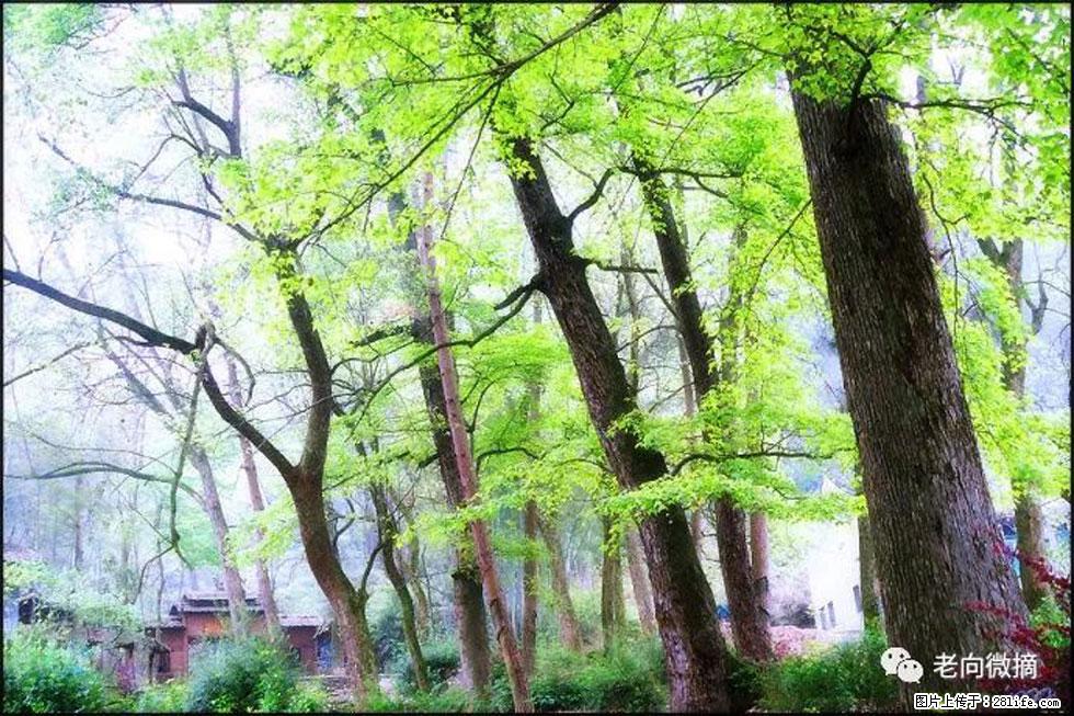 【春天，广西桂林灌阳县向您发出邀请！】在小龙村与春天约会 - 游山玩水 - 黔南生活社区 - 黔南28生活网 qn.28life.net