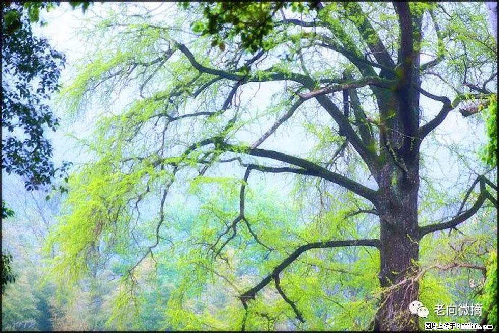 【春天，广西桂林灌阳县向您发出邀请！】在小龙村与春天约会 - 游山玩水 - 黔南生活社区 - 黔南28生活网 qn.28life.net