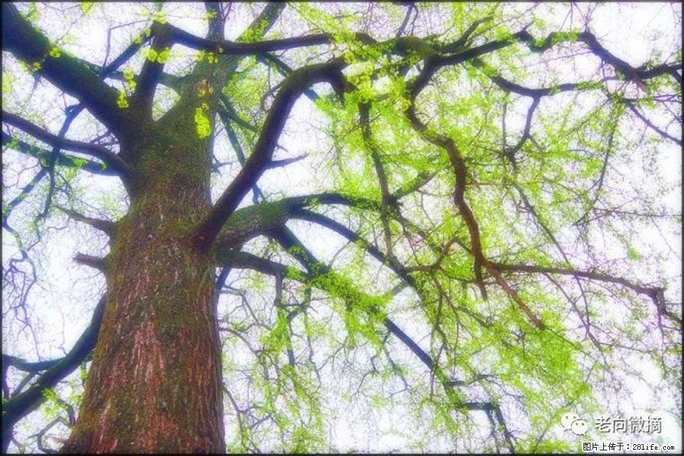 【春天，广西桂林灌阳县向您发出邀请！】在小龙村与春天约会 - 游山玩水 - 黔南生活社区 - 黔南28生活网 qn.28life.net