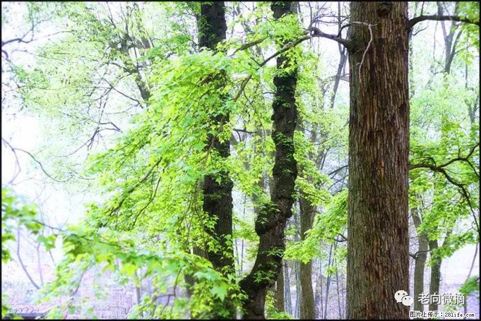 【春天，广西桂林灌阳县向您发出邀请！】在小龙村与春天约会 - 游山玩水 - 黔南生活社区 - 黔南28生活网 qn.28life.net