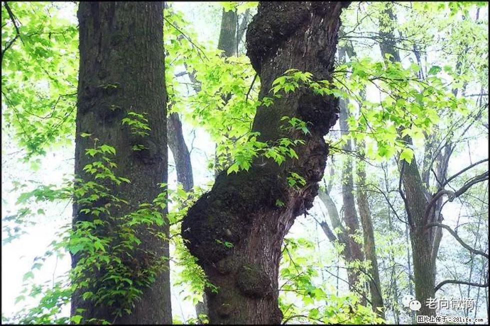 【春天，广西桂林灌阳县向您发出邀请！】在小龙村与春天约会 - 游山玩水 - 黔南生活社区 - 黔南28生活网 qn.28life.net