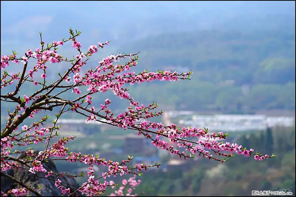 【春天，广西桂林灌阳县向您发出邀请！】望月岭上桃花开 - 游山玩水 - 黔南生活社区 - 黔南28生活网 qn.28life.net