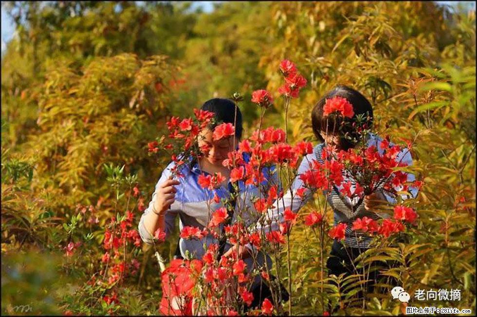 【春天，广西桂林灌阳县向您发出邀请！】登麒麟山，相约映山红 - 游山玩水 - 黔南生活社区 - 黔南28生活网 qn.28life.net