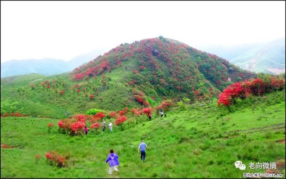 【春天，广西桂林灌阳县向您发出邀请！】宝盖山上映山红 - 游山玩水 - 黔南生活社区 - 黔南28生活网 qn.28life.net