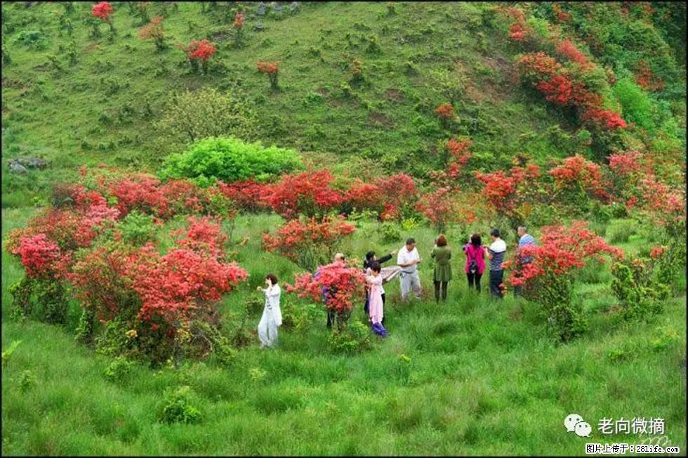 【春天，广西桂林灌阳县向您发出邀请！】宝盖山上映山红 - 游山玩水 - 黔南生活社区 - 黔南28生活网 qn.28life.net