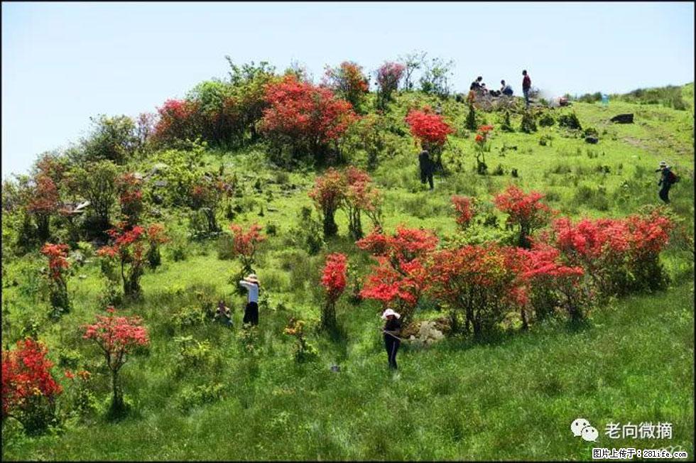 【春天，广西桂林灌阳县向您发出邀请！】宝盖山上映山红 - 游山玩水 - 黔南生活社区 - 黔南28生活网 qn.28life.net