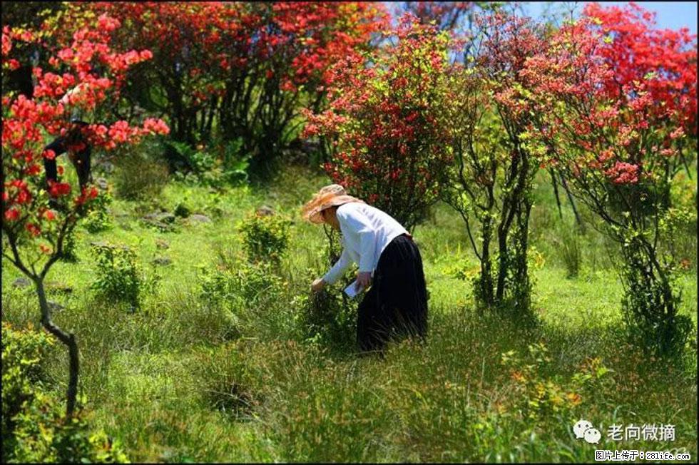 【春天，广西桂林灌阳县向您发出邀请！】宝盖山上映山红 - 游山玩水 - 黔南生活社区 - 黔南28生活网 qn.28life.net
