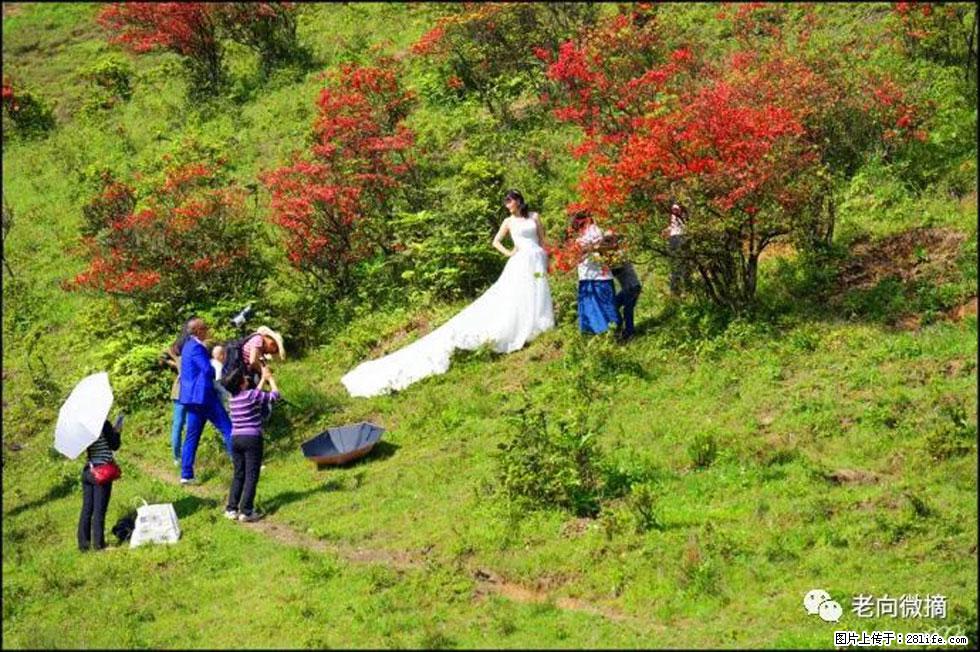 【春天，广西桂林灌阳县向您发出邀请！】宝盖山上映山红 - 游山玩水 - 黔南生活社区 - 黔南28生活网 qn.28life.net