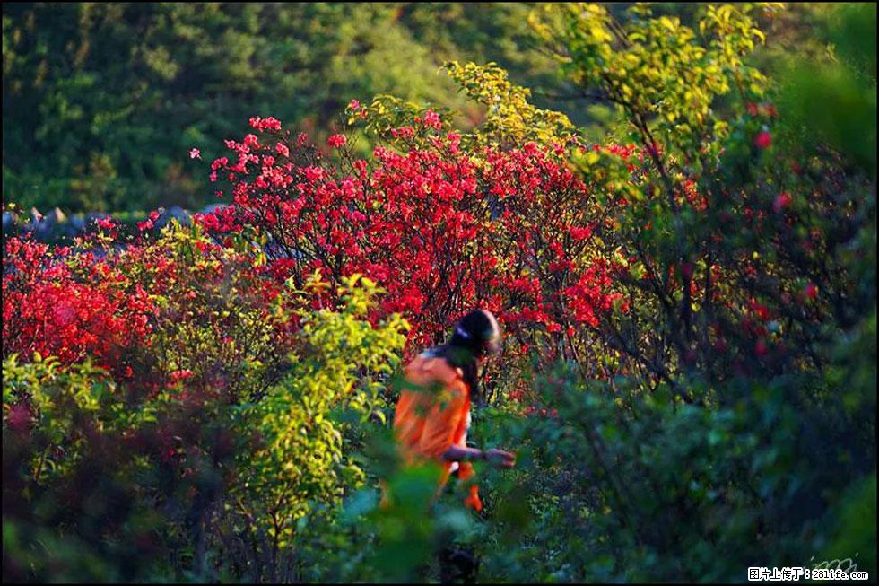 【春天，广西桂林灌阳县向您发出邀请！】春木界上映山红 - 游山玩水 - 黔南生活社区 - 黔南28生活网 qn.28life.net