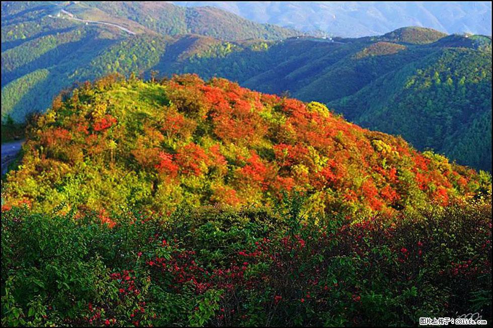 【春天，广西桂林灌阳县向您发出邀请！】春木界上映山红 - 游山玩水 - 黔南生活社区 - 黔南28生活网 qn.28life.net
