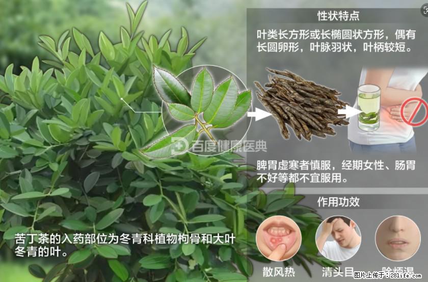 苦丁茶有哪些功效和作用 - 生活百科 - 黔南生活社区 - 黔南28生活网 qn.28life.net