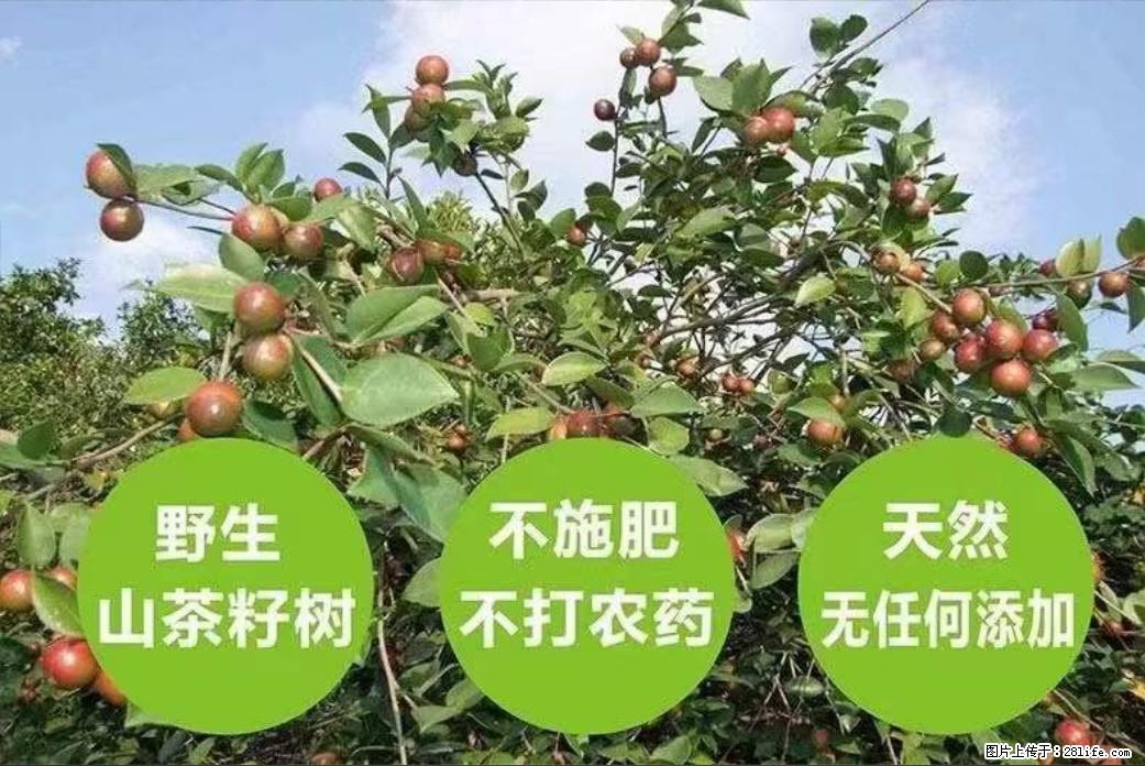 【灌阳县油茶产业示范区】一个有着充实的精神生活的人，对待身外之物自会有一种淡泊的态度 - 美食天地 - 黔南生活社区 - 黔南28生活网 qn.28life.net