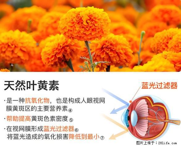 叶黄素有什么功效和作用 - 生活百科 - 黔南生活社区 - 黔南28生活网 qn.28life.net