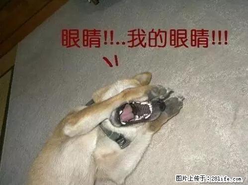 笑癫了！一女的怀孕三年未生，他终于忍不住了... - 娱乐八卦 - 黔南生活社区 - 黔南28生活网 qn.28life.net