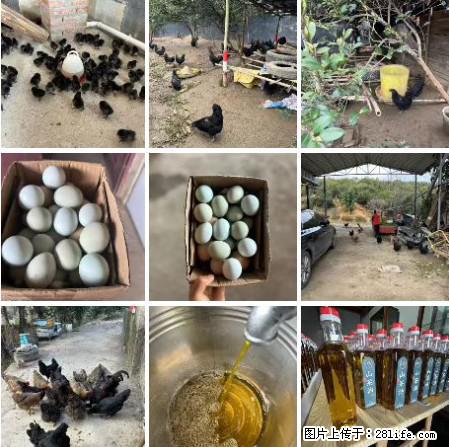 油茶园从小鸡仔开始养起的纯土鸡、土鸡蛋可以预定啦！还有前几天刚榨的纯山茶油哦 - 土特产 - 饮食特产 - 黔南分类信息 - 黔南28生活网 qn.28life.net