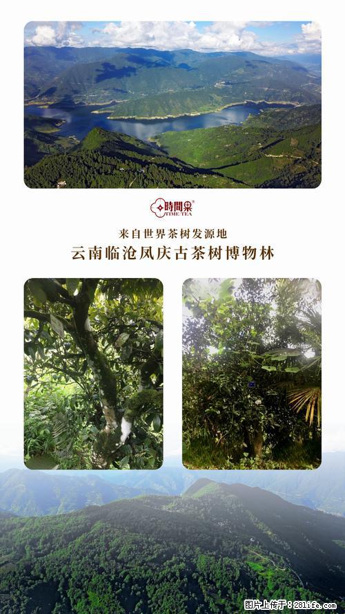 时间果百年古树2025年春红茶 - 购物交流 - 黔南生活社区 - 黔南28生活网 qn.28life.net