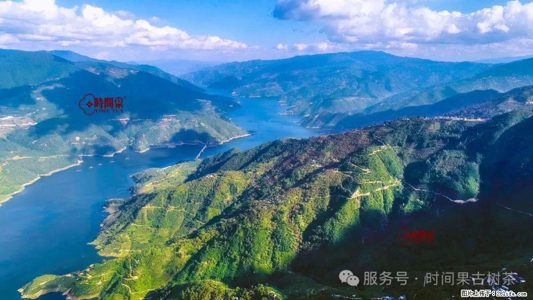 时间果百年古树龙珠普洱生茶 - 购物交流 - 黔南生活社区 - 黔南28生活网 qn.28life.net