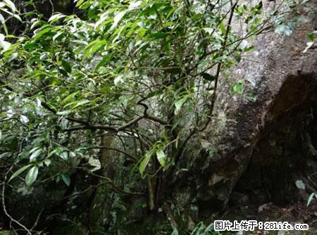 平乐石崖茶，珍贵仅次于金花茶 - 黔南生活资讯 - 黔南28生活网 qn.28life.net