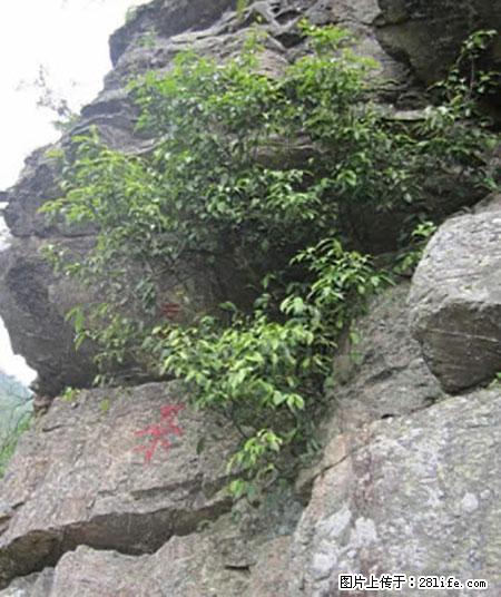 平乐石崖茶，珍贵仅次于金花茶 - 黔南生活资讯 - 黔南28生活网 qn.28life.net