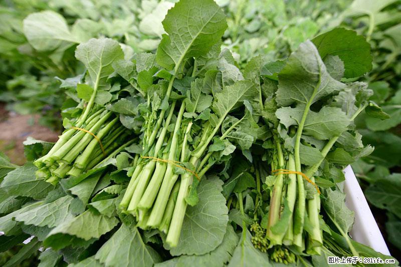 这些蔬菜是“天然钙片”，这6种被医生重点推荐 - 黔南生活资讯 - 黔南28生活网 qn.28life.net